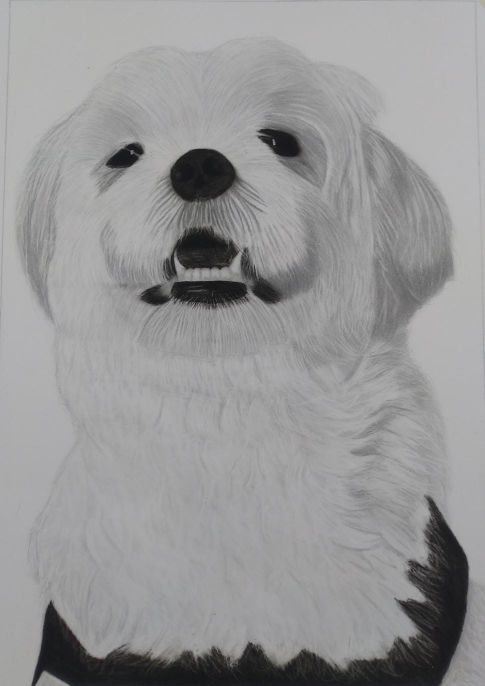 Customize Pet Portrait -Hand-Drawn Black & White Masterpiece