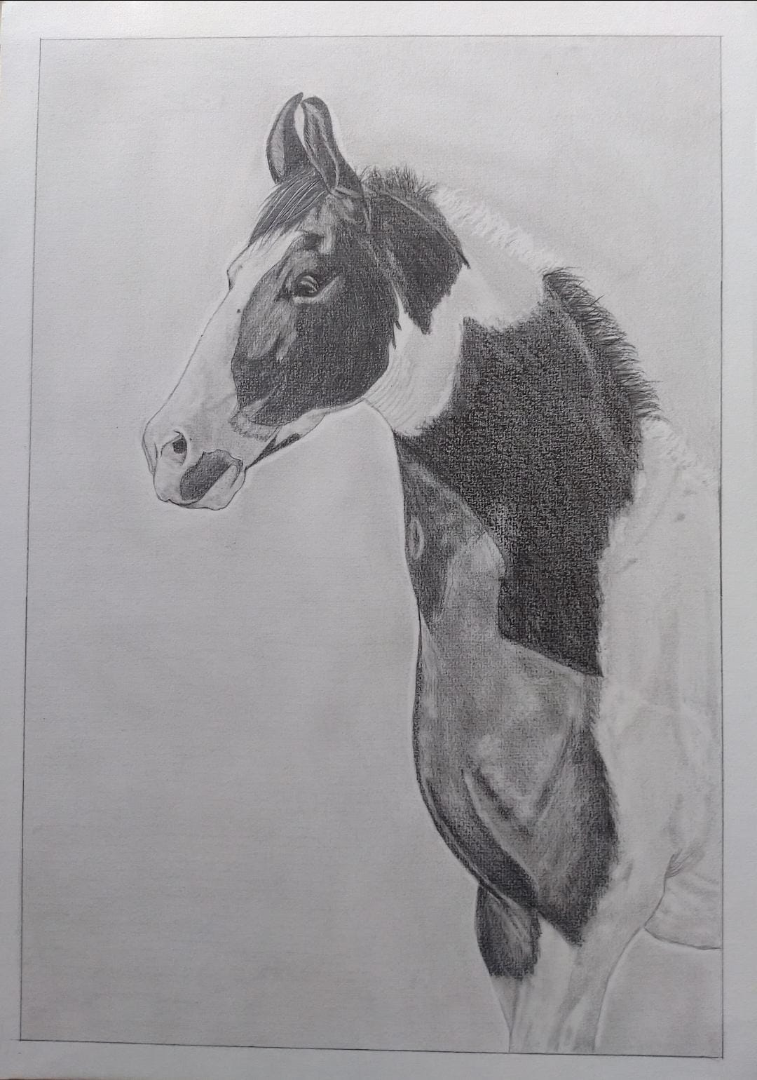 Customize Pet Portrait -Hand-Drawn Black & White Masterpiece